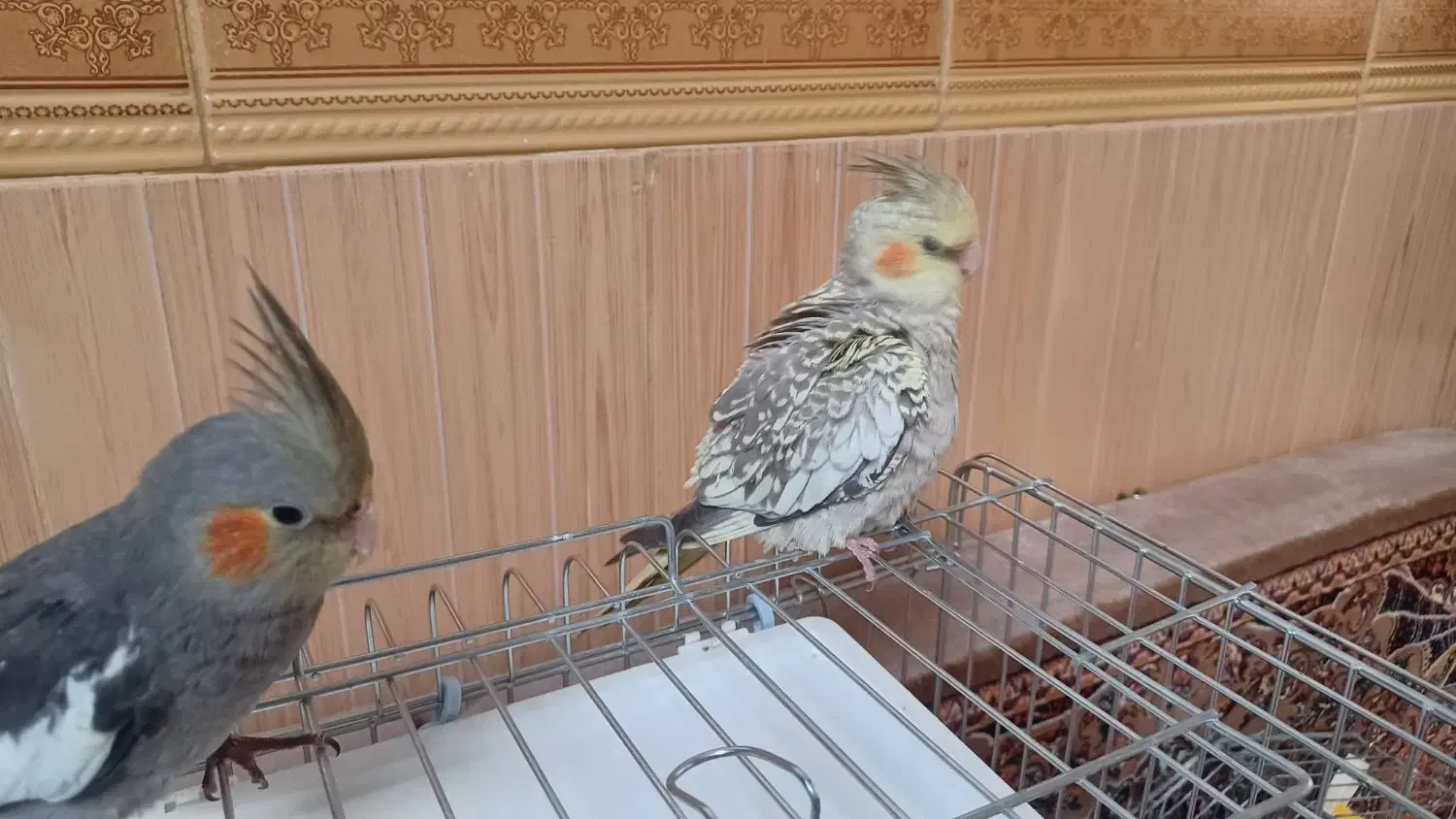 فروش یک جفت عروس هلندی|پرنده|درگزین, |دیوار