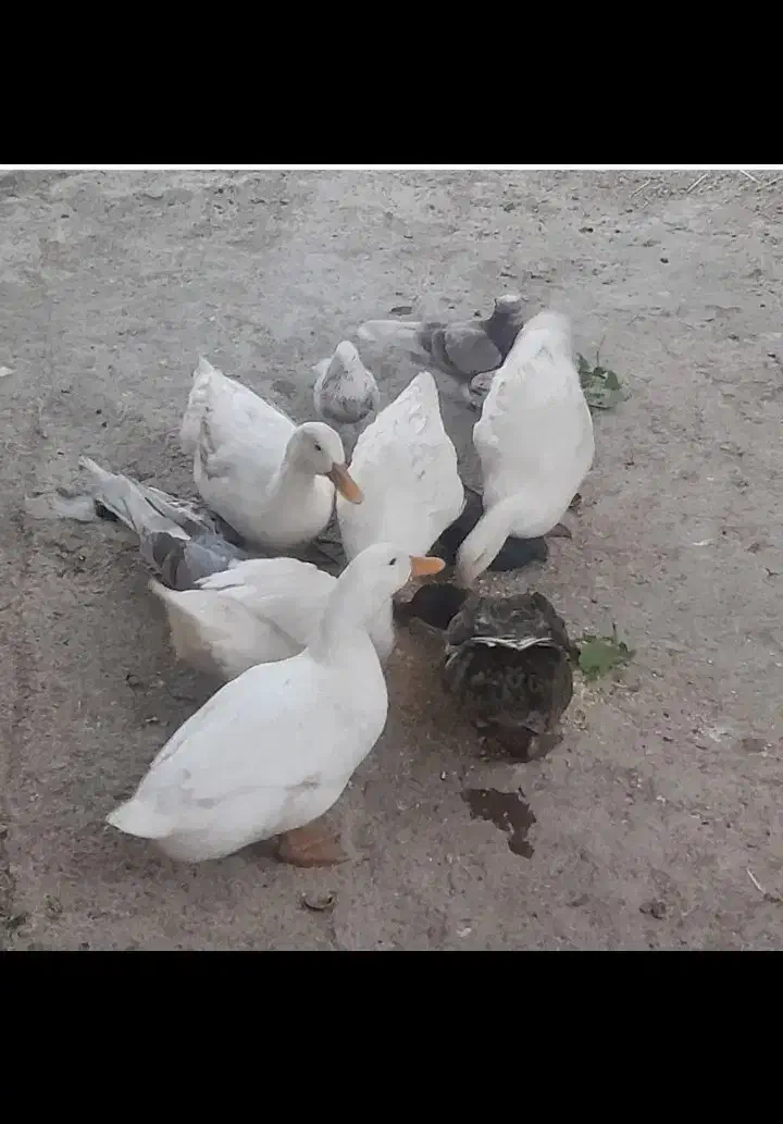 اردک سفید|حیوانات مزرعه|بوئین و میاندشت, |دیوار