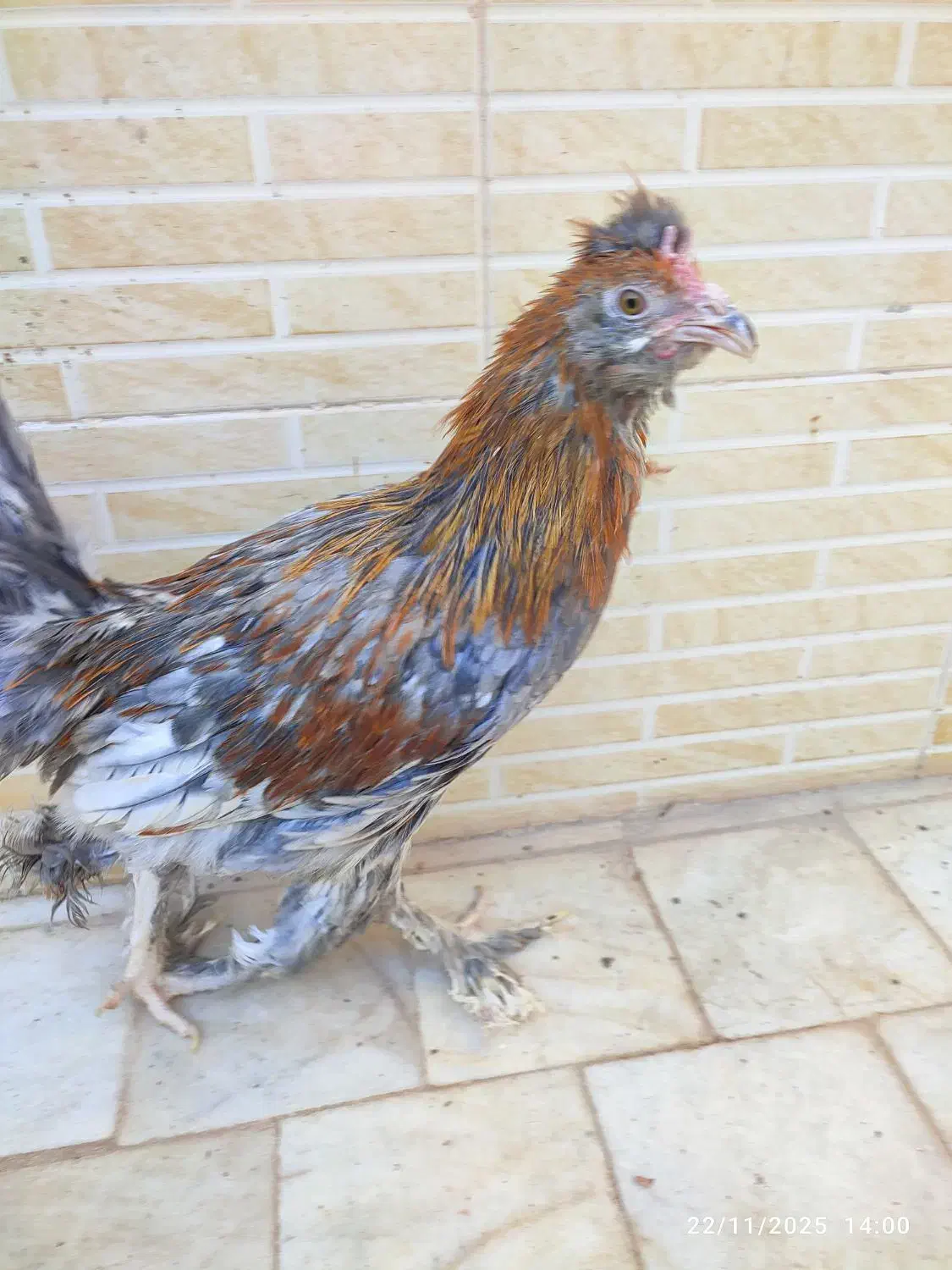 خروس جوان نه ماهه|حیوانات مزرعه|میبد, |دیوار