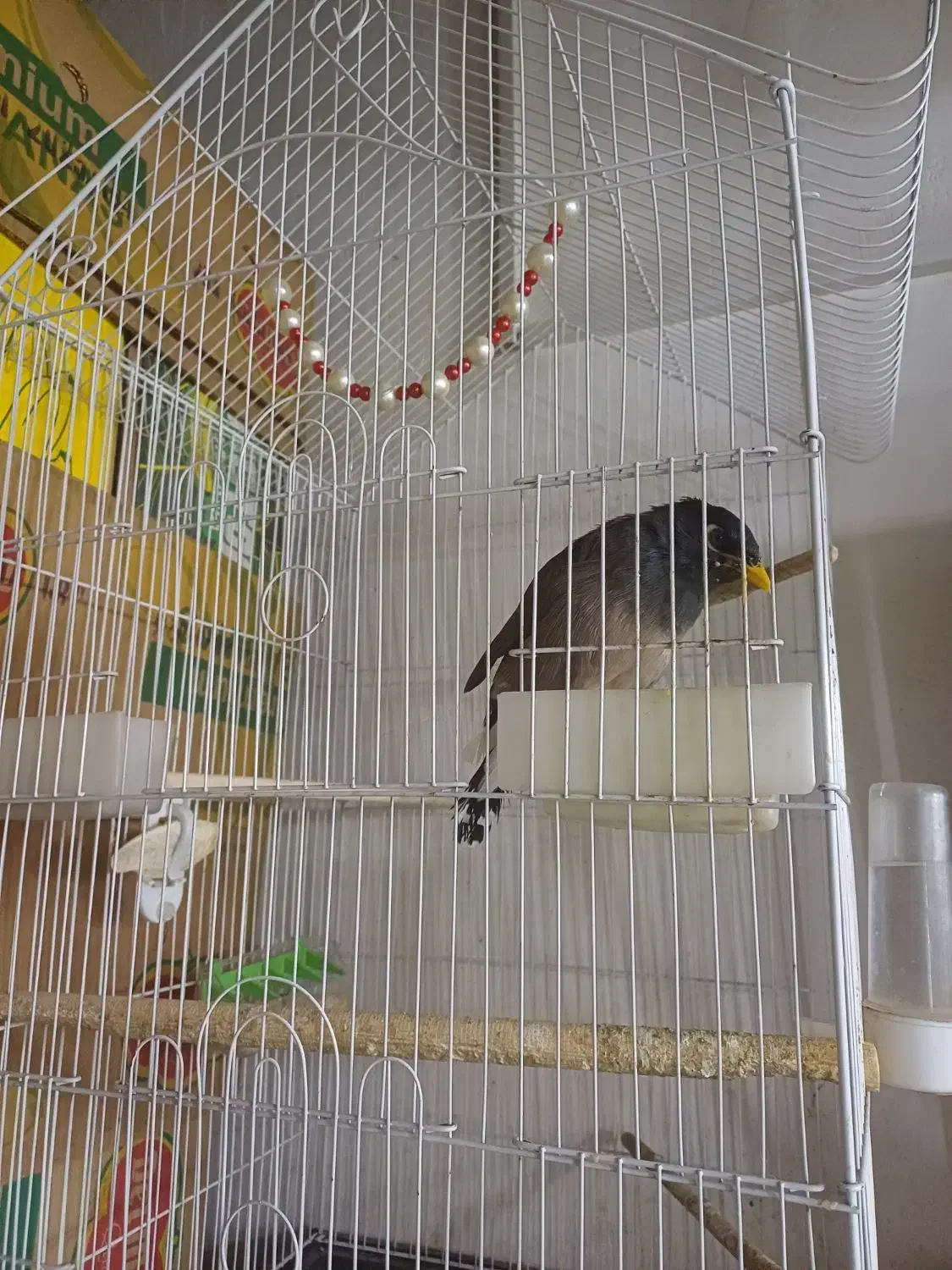 مینا سخنگو|پرنده|قم, پردیسان|دیوار