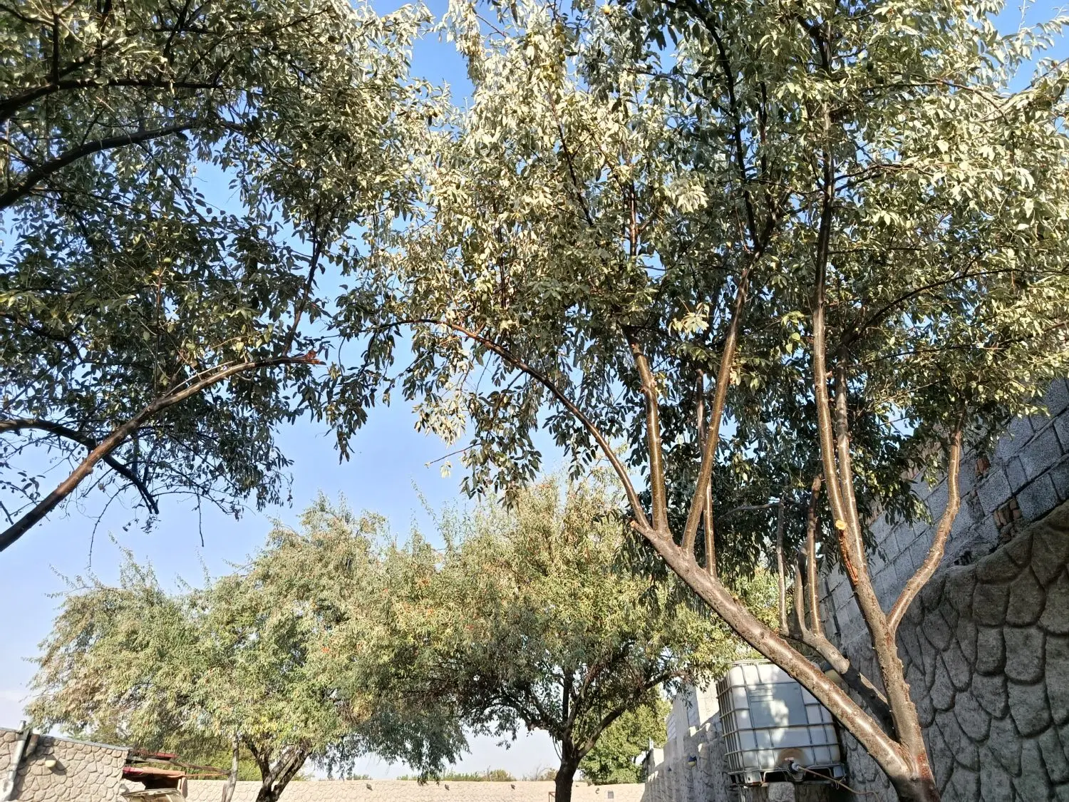 سنجد|خوردنی و آشامیدنی|تبریز, |دیوار