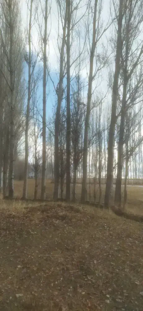 چوب|عمده‌فروشی|دشتک, |دیوار