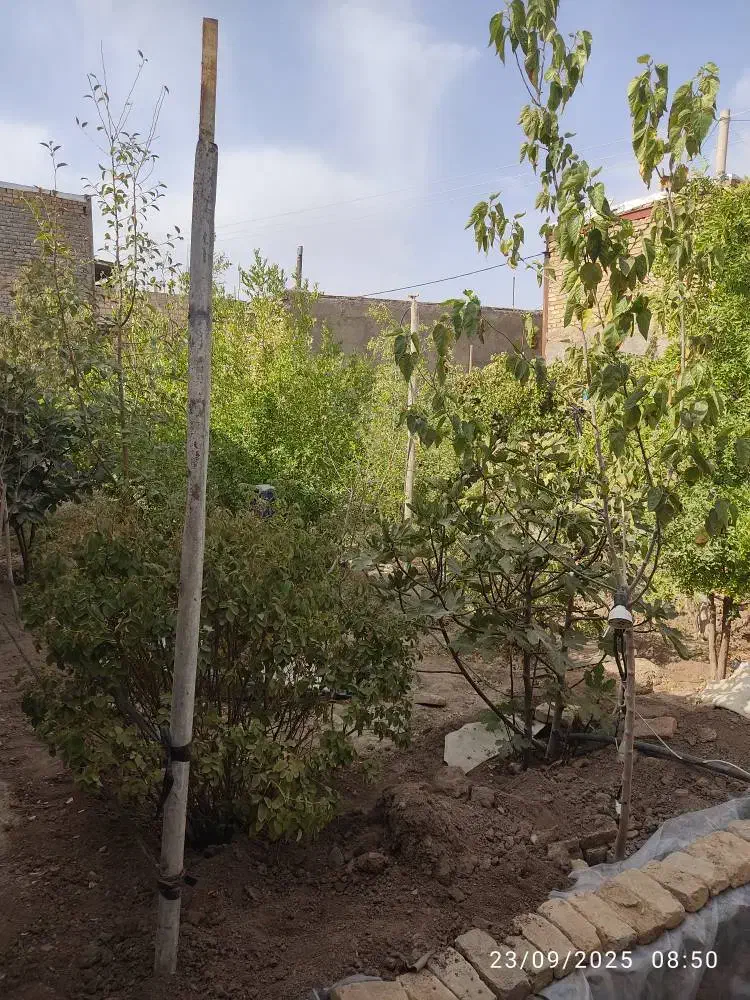 مغازه و باغ در منظر|فروش مغازه و غرفه|تربتحیدریه, منظر|دیوار