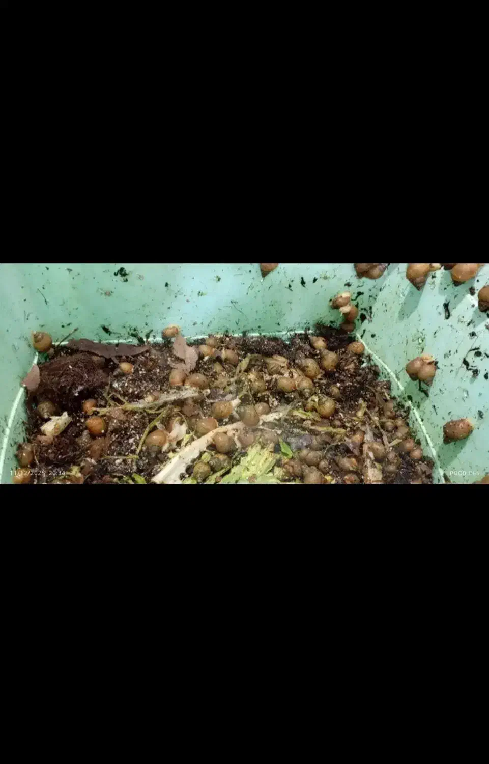 حلزون|خزنده|چهاردولی, |دیوار