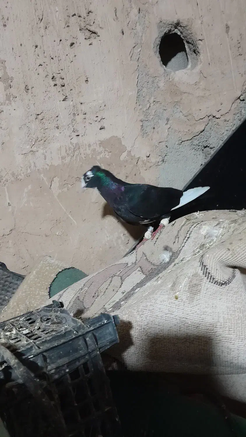 کفتر|پرنده|نیشابور, فیض آباد|دیوار