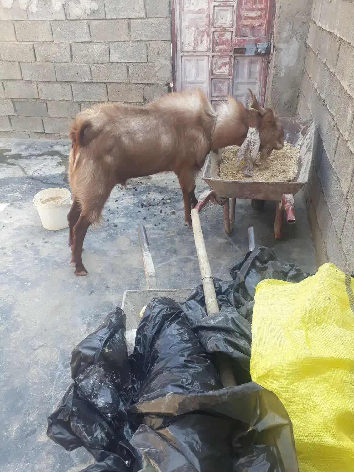 سلام بزدرجه یک نژادسه قلو زا|حیوانات مزرعه|امیدیه, |دیوار