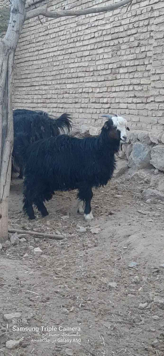 بزغاله ماده داشتی و کشتی|حیوانات مزرعه|شهرکرد, |دیوار