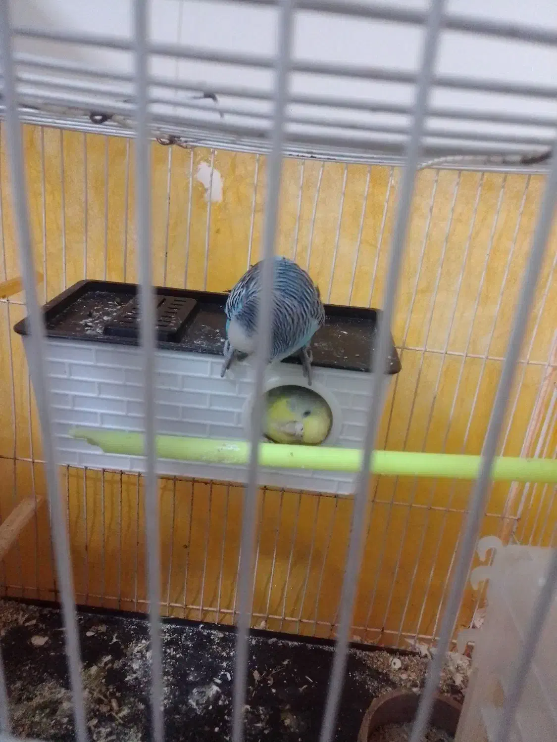 یک جفت مرغ عشق دستی سالم|پرنده|چناران, |دیوار