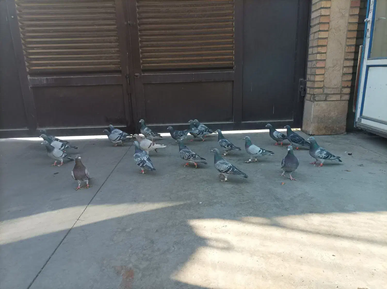 کفتر پلاکی آلمانی|حیوانات|قیامدشت - خاورشهر, |دیوار