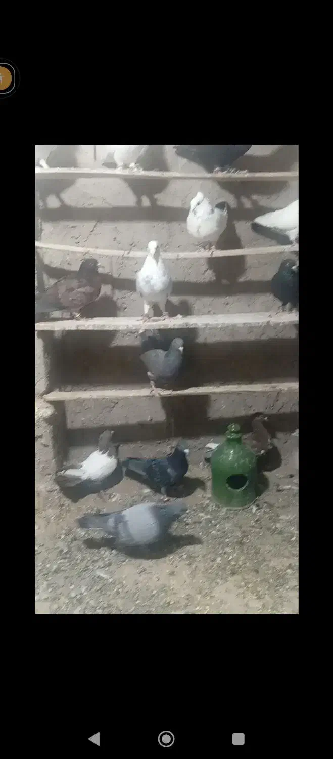 کبوتر نر ماده|پرنده|یزدان شهر, |دیوار