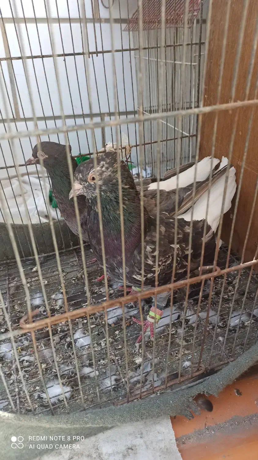 اشعل دم سفید و سیاه آبادانی و سینه ایی و طوقی۷رنگ|پرنده|خرمشهر, |دیوار