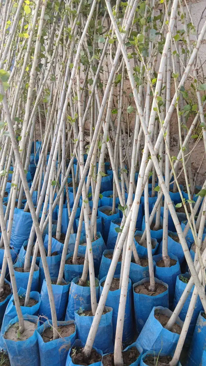 نهال پیوندی و بذری|خدمات باغبانی و درختکاری|عباس‌آباد, |دیوار