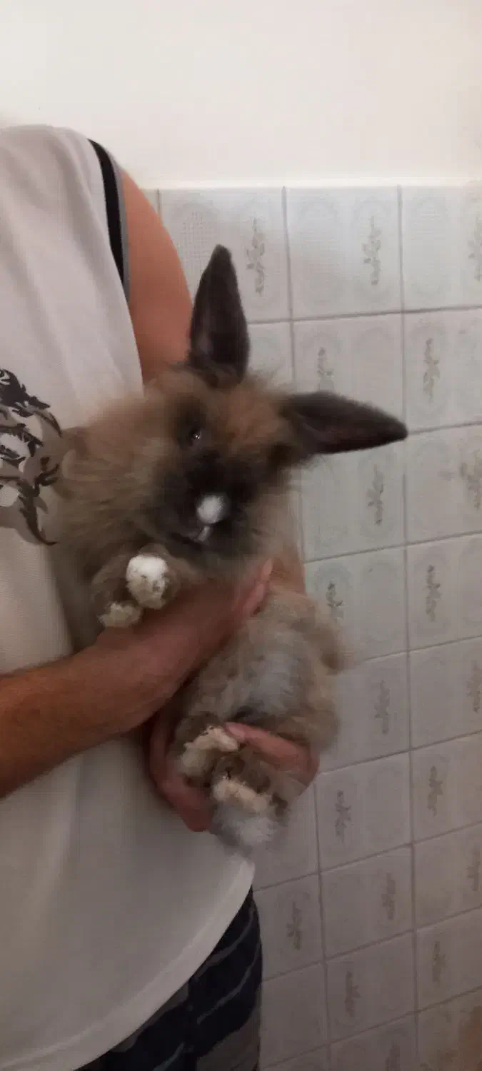 خرگوش لپ|موش و خرگوش|چهارباغ, |دیوار