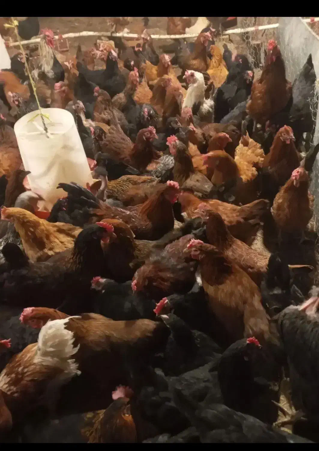 مرغ تخمگذار گلپایگانی|حیوانات مزرعه|کیانشهر, |دیوار