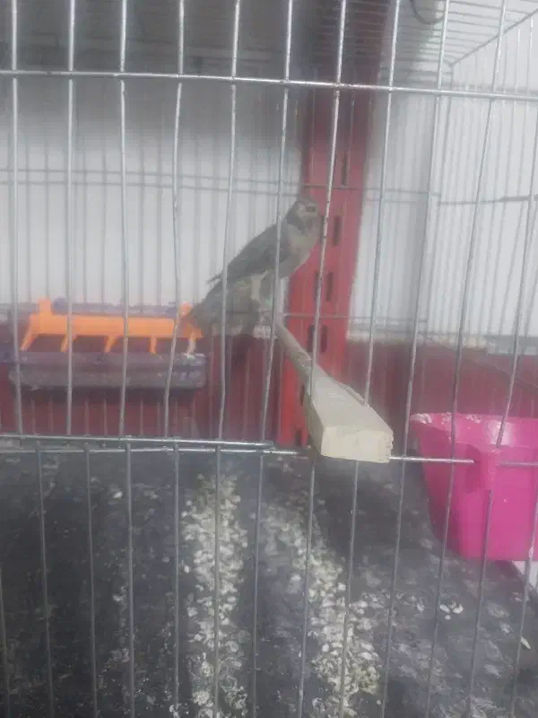 دو عدد قناری قرص|پرنده|محمدیه-قزوین, |دیوار