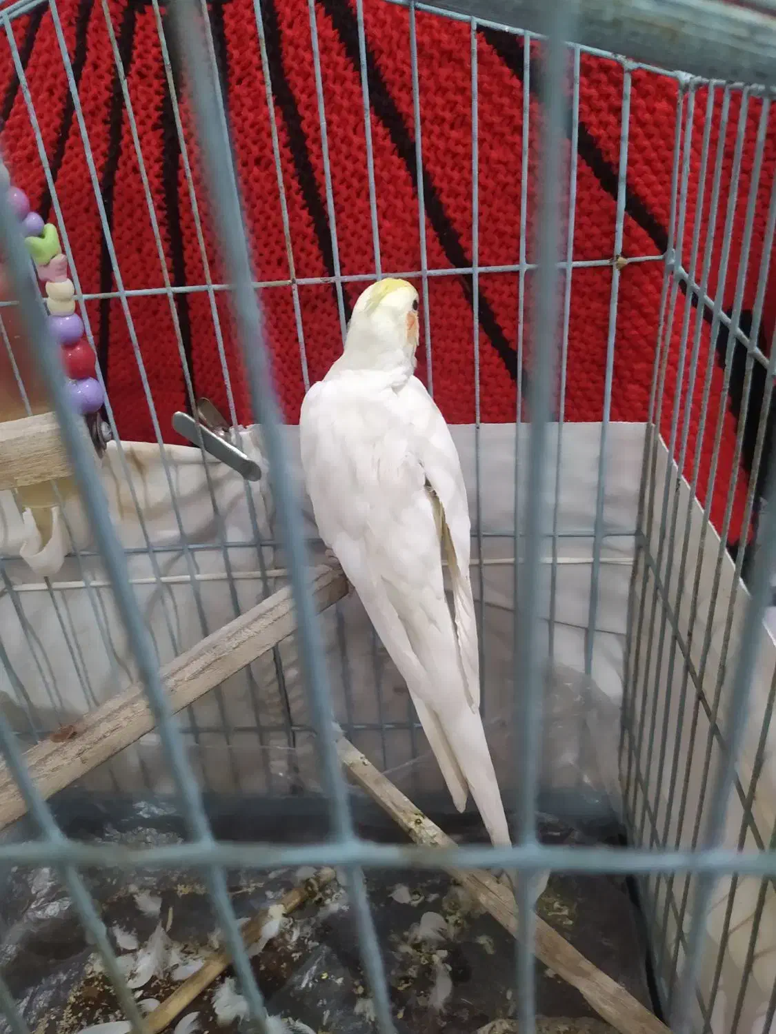 عروس هلندی رنگ سفید و نر|پرنده|تهران, مینای شمالی (مخبر)|دیوار