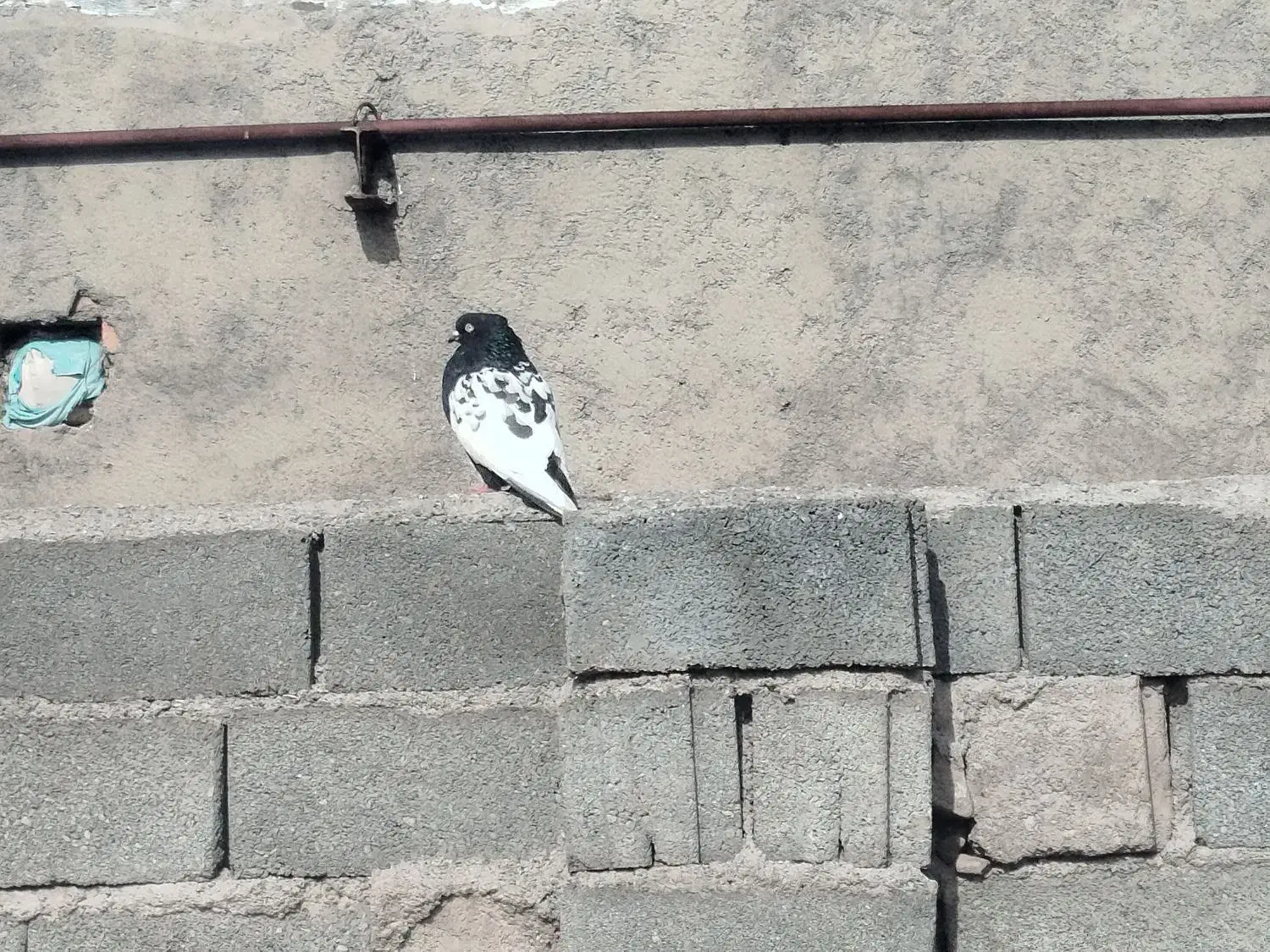 چهار عدد کبوتر|پرنده|میان جلگه, |دیوار