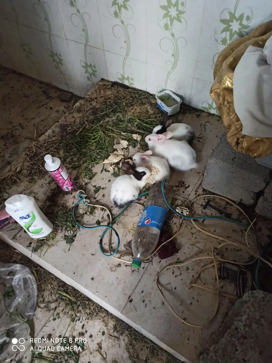 خرگوش کوچیک|موش و خرگوش|میناب, |دیوار