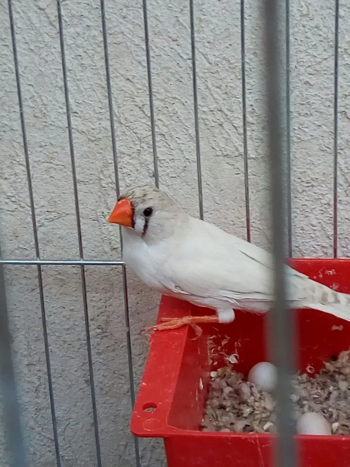 فنج نر و ماده  تخم هم دارن|پرنده|کرمان, |دیوار