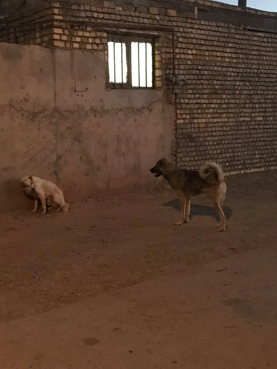 سگ نر و ماده|سگ|اسفراین, |دیوار