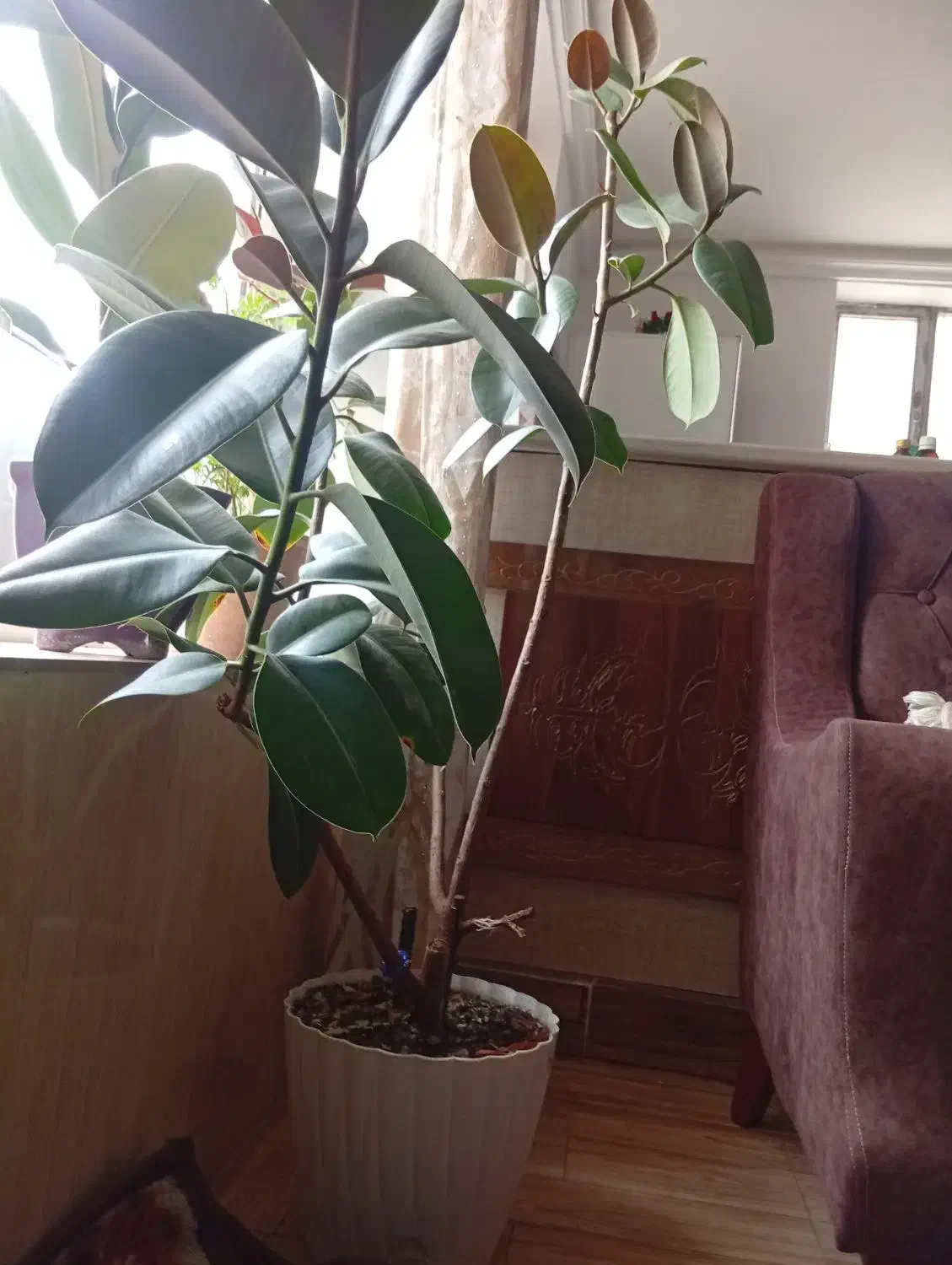 گل فیکوس فروشی|گل و گیاه طبیعی|سلماس, |دیوار