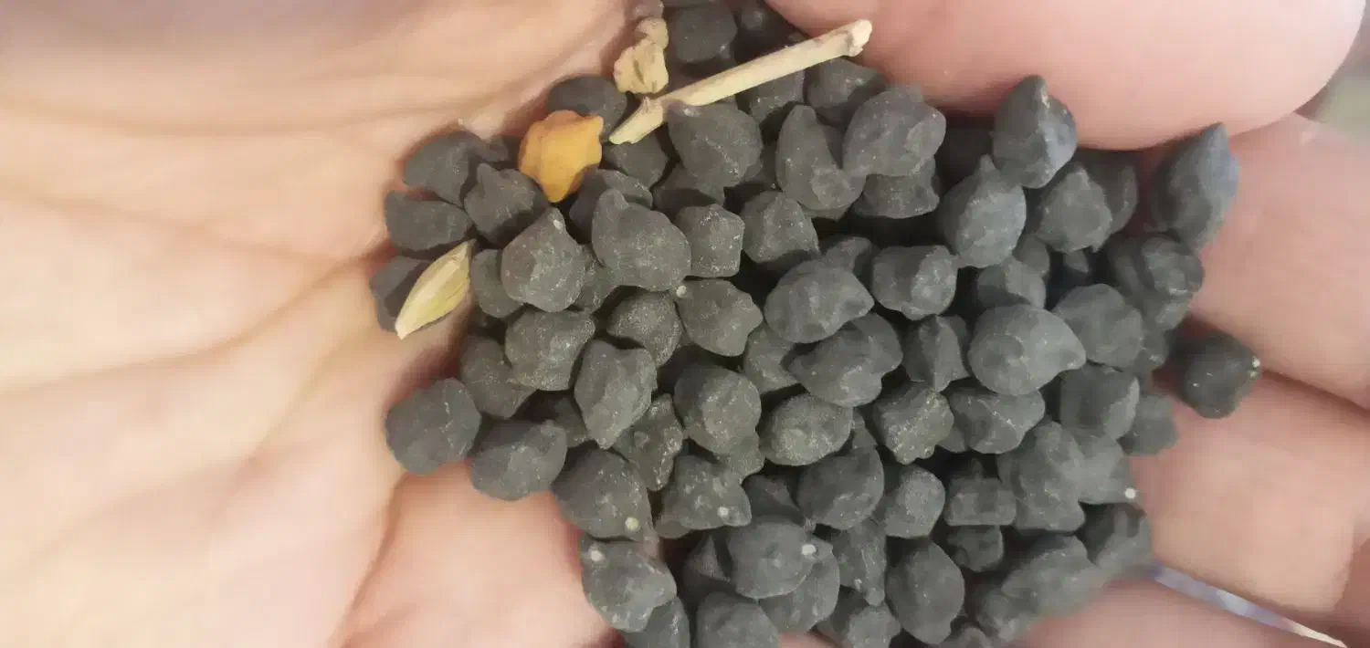 نخودسیاه|خوردنی و آشامیدنی|قلقل رود, |دیوار