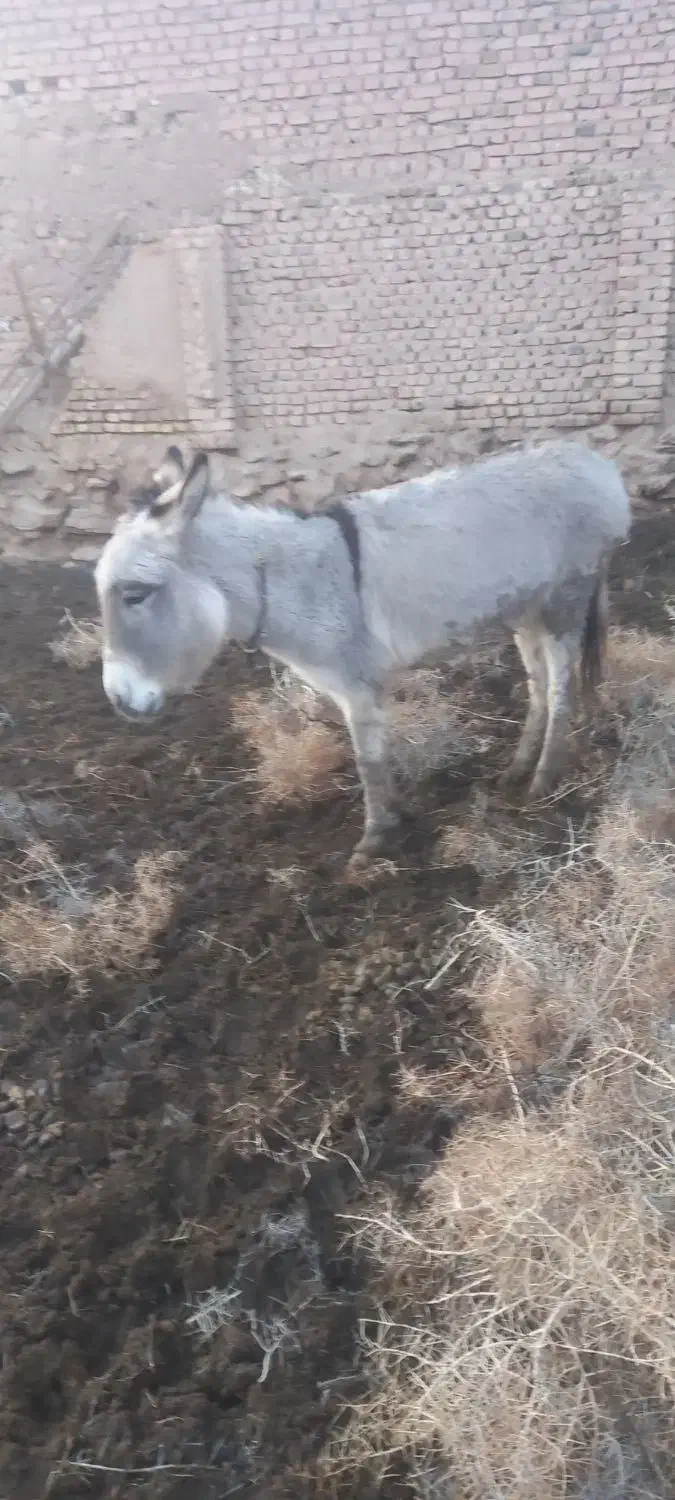 دوعدد خر|حیوانات مزرعه|عطاملک, |دیوار