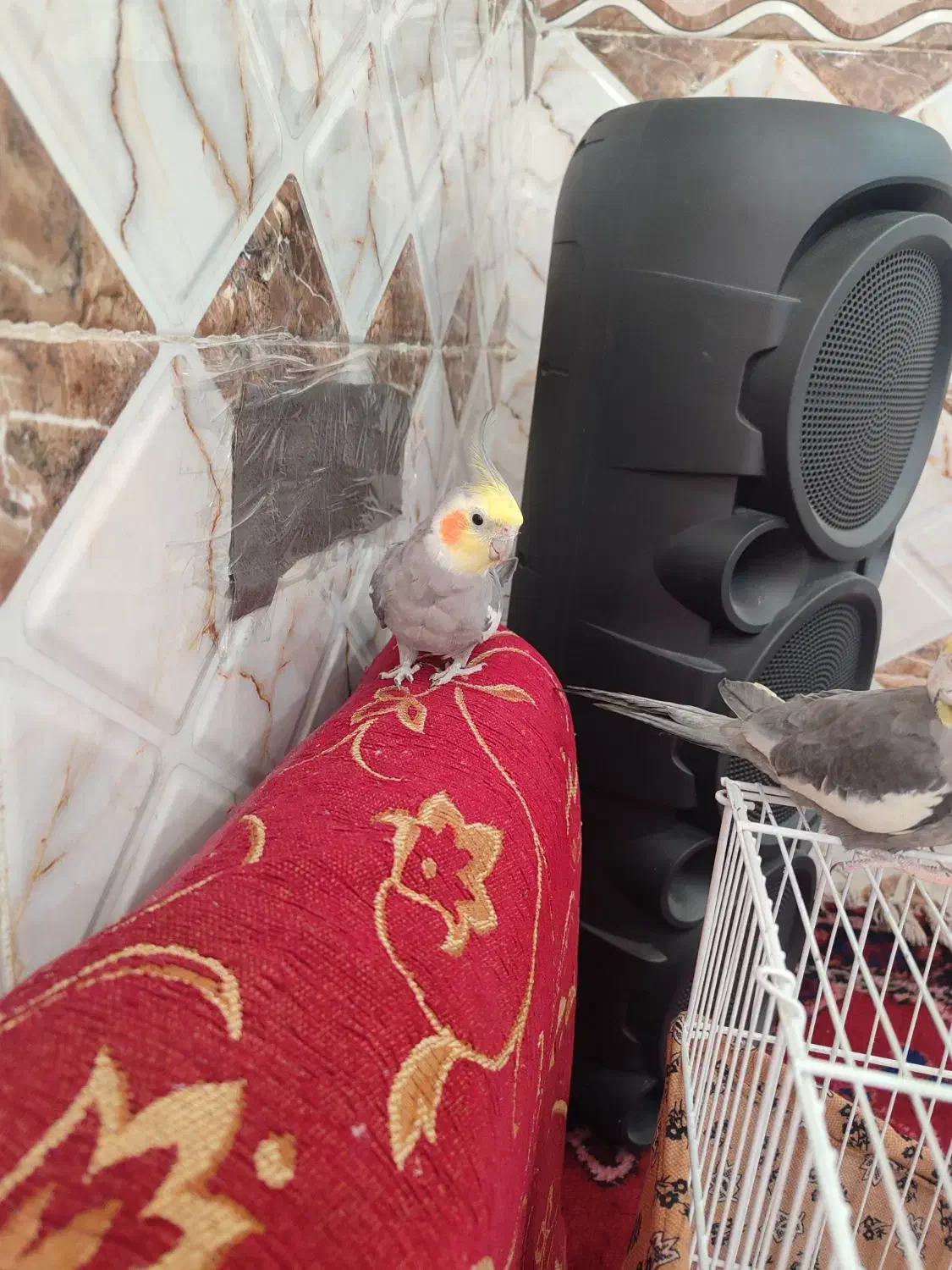 عروس هلندی|پرنده|خرمشهر, |دیوار