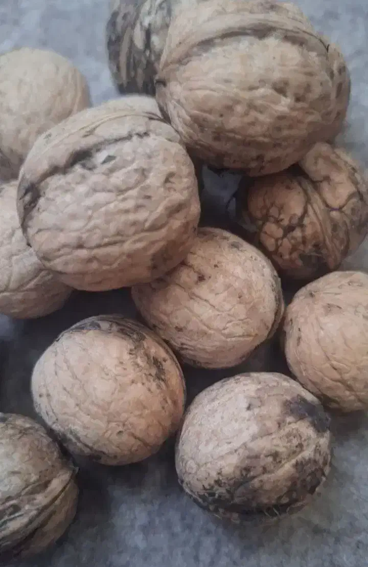 گردو درجه یک سوغات خلخال (همه چی در توضیحات))|خوردنی و آشامیدنی|خلخال, |دیوار