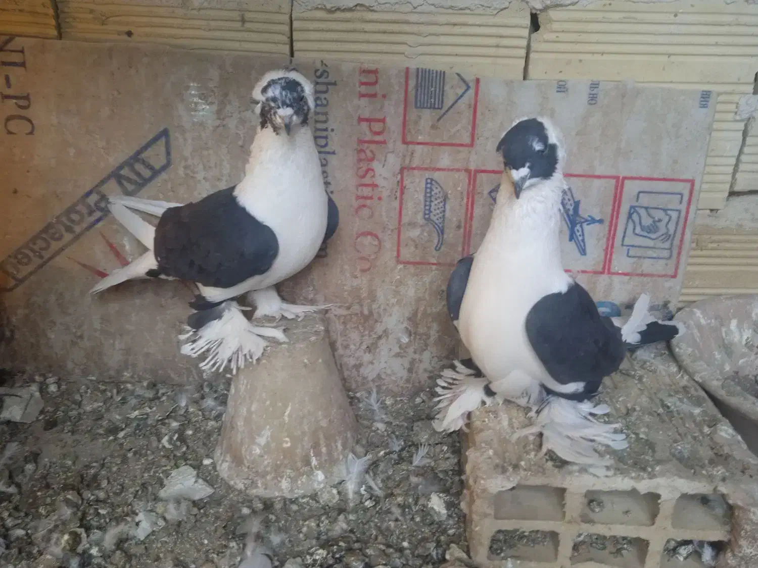 کبوتر|پرنده|تبریز, |دیوار