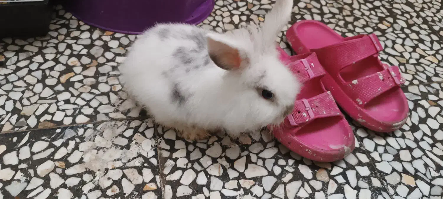 خرگوش نژاد جرسی|موش و خرگوش|رشت, حمیدیان|دیوار