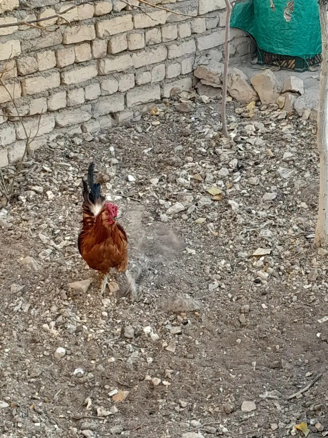 خروس گلین|حیوانات مزرعه|سمیرم, |دیوار