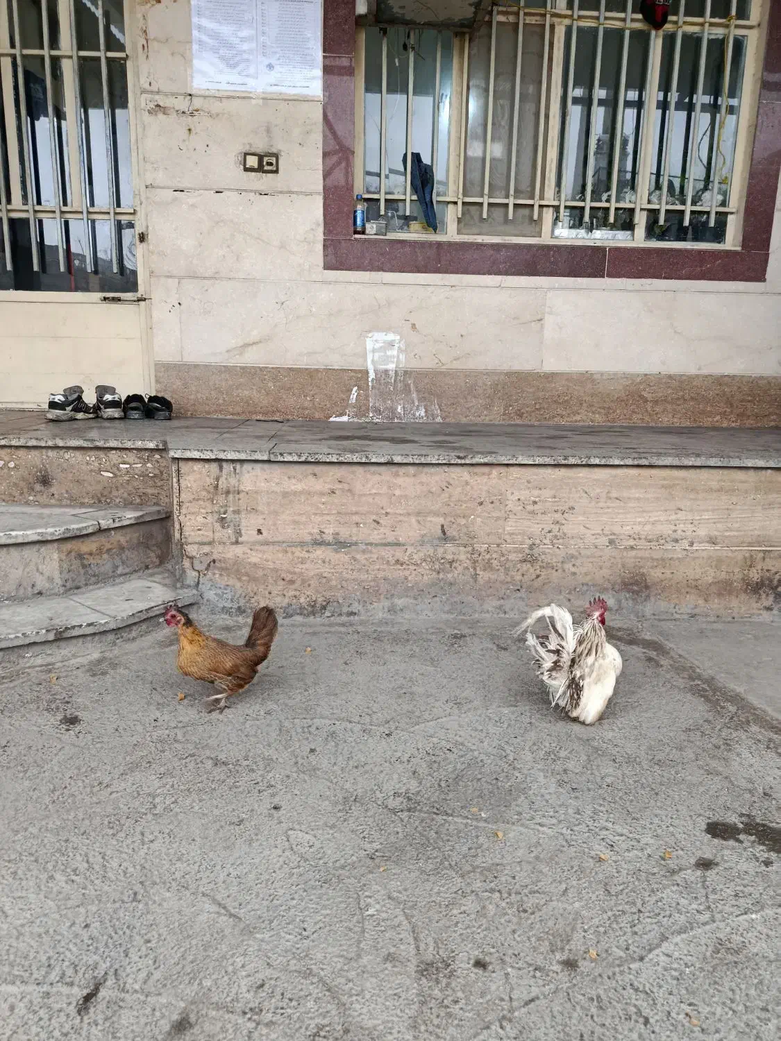 مرغ وخروس جاپنیز همراه  5 تا جوجه سر نشده|حیوانات مزرعه|ملایر, |دیوار