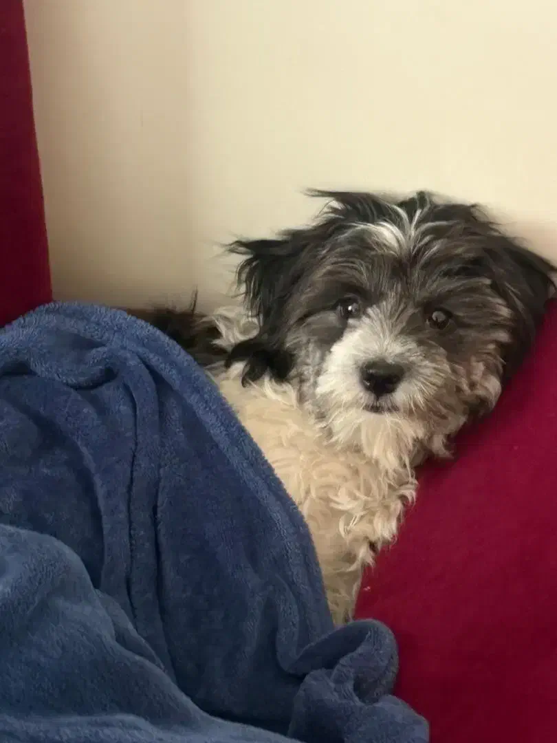 سگ شیتزو|سگ|تهران, افسریه جنوبی|دیوار