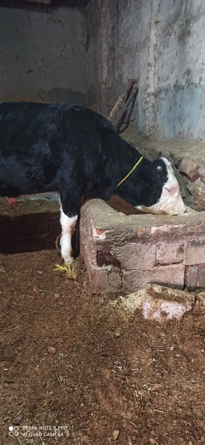 یک راس گوساله نر سیمینتال|حیوانات مزرعه|لیلان, |دیوار