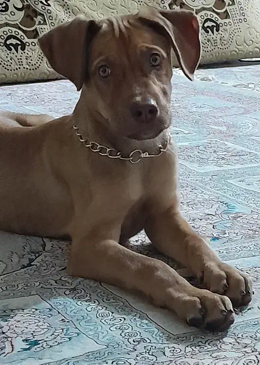 پیتبول حرفه ای|سگ|بجنورد, |دیوار