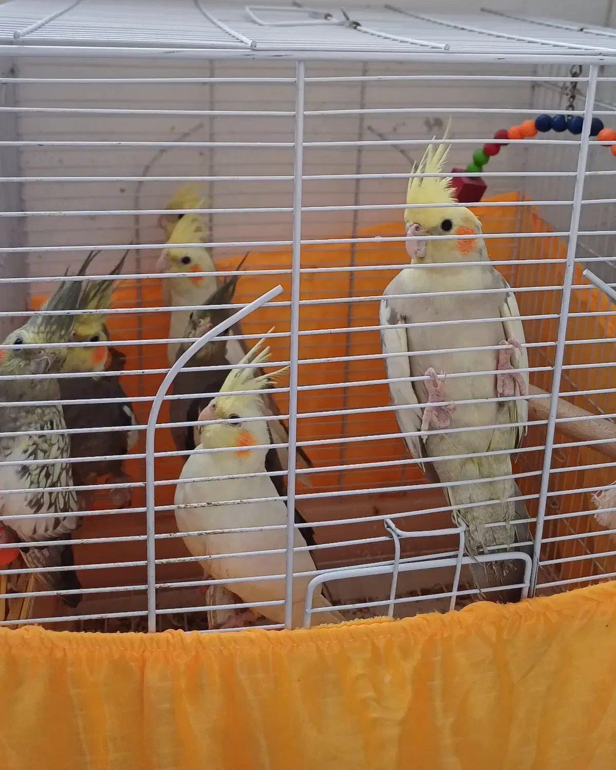 عروس هلندی|پرنده|بندر انزلی, مسکن مهر|دیوار