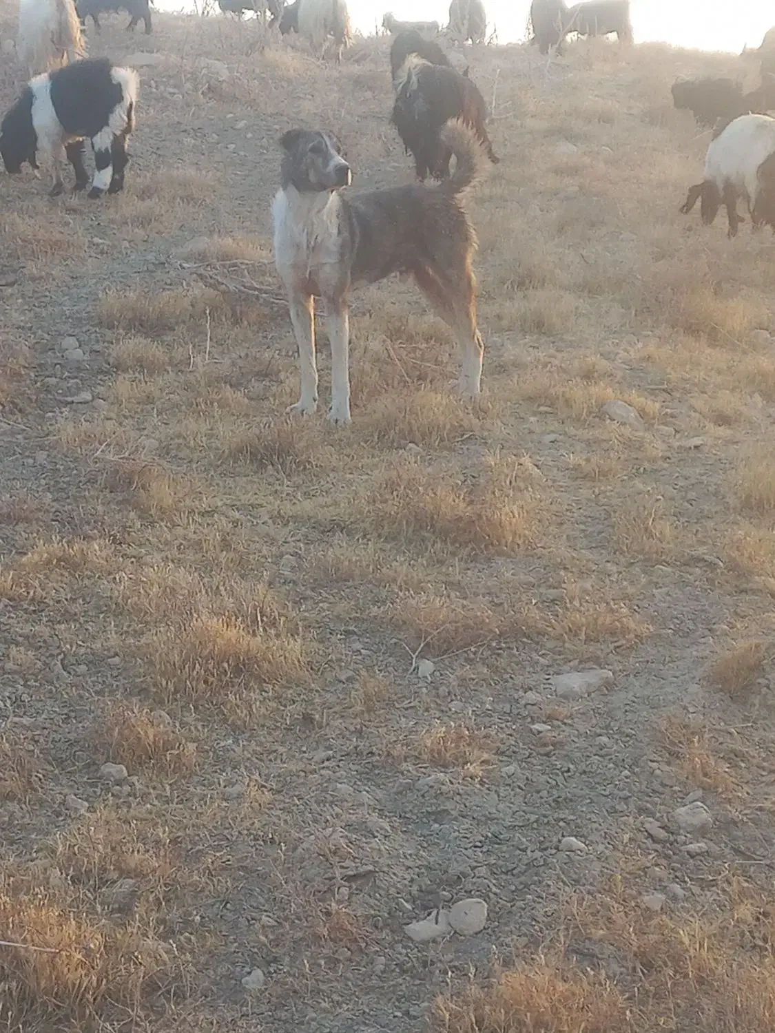 سگ گله ونگهبان بشرط|سگ|پیشخور, |دیوار