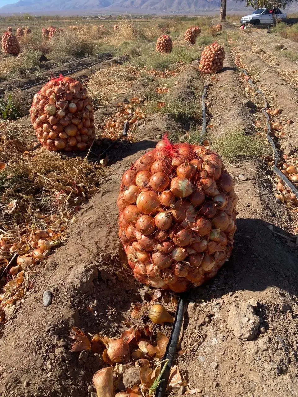 پیاز زرد درجه یک فروش عمده|خوردنی و آشامیدنی|بسطام, |دیوار