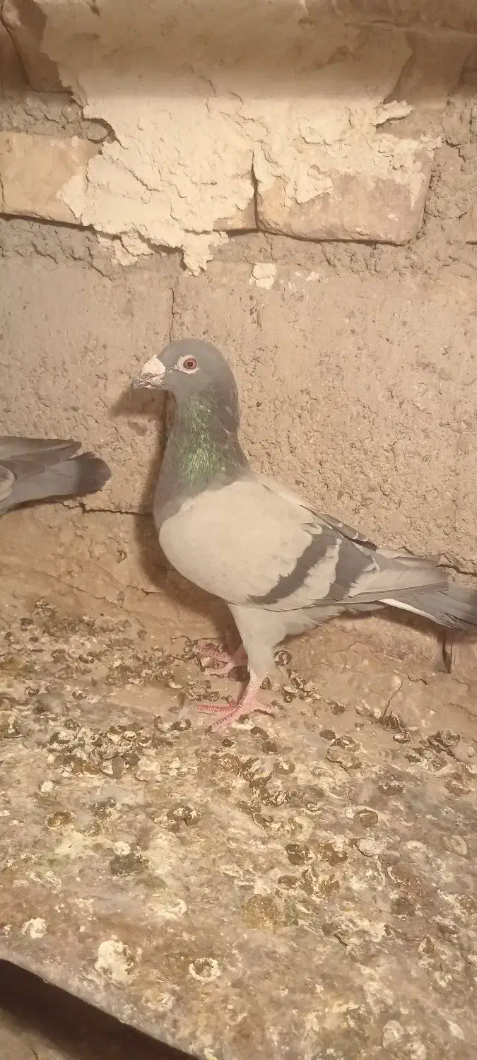 کفتر مسافتی|پرنده|صابری, |دیوار