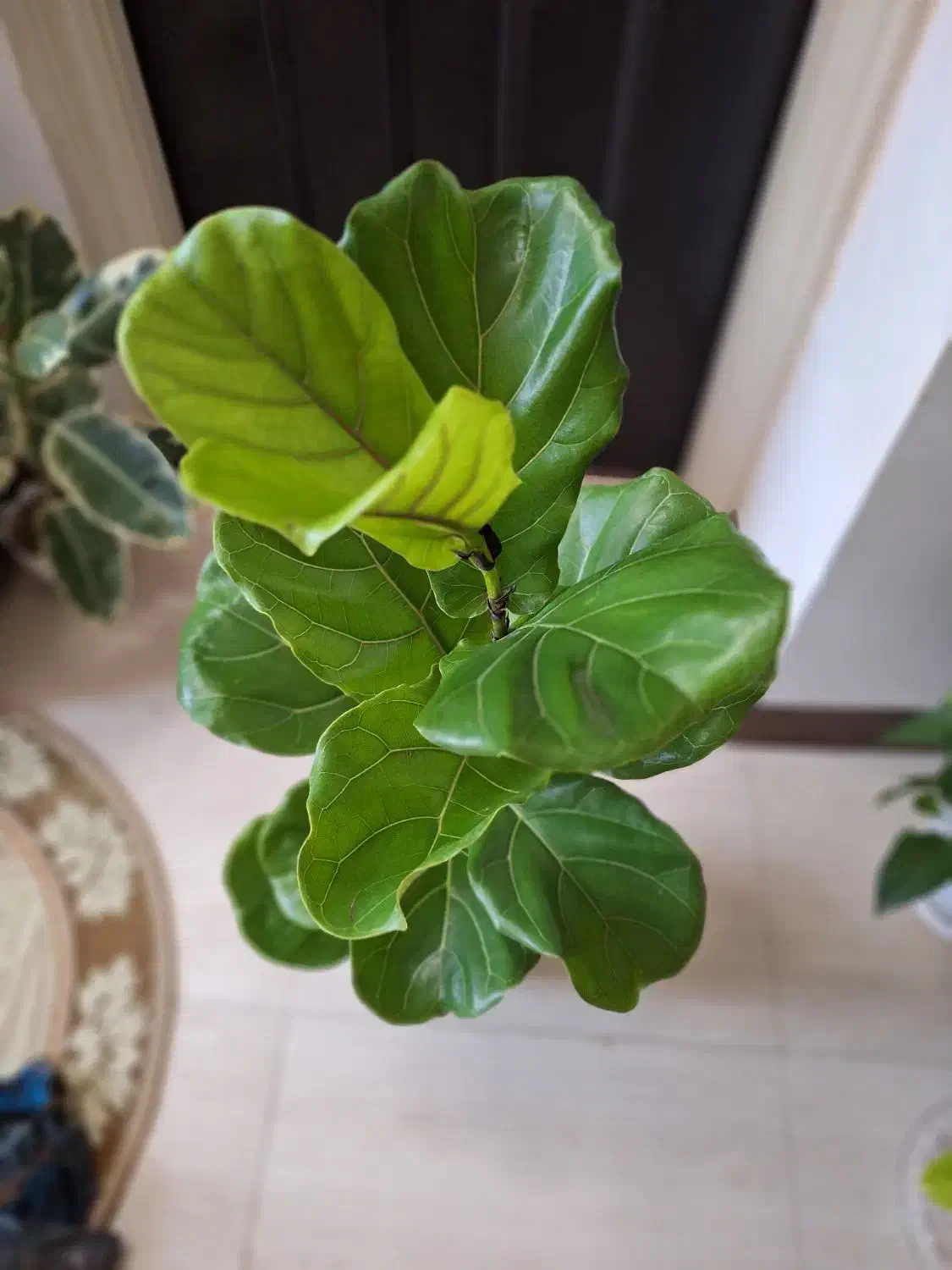 فیکوس لیراتا با گلدان سفالی مشکی|گل و گیاه طبیعی|شاهینشهر, نسیم ۵|دیوار