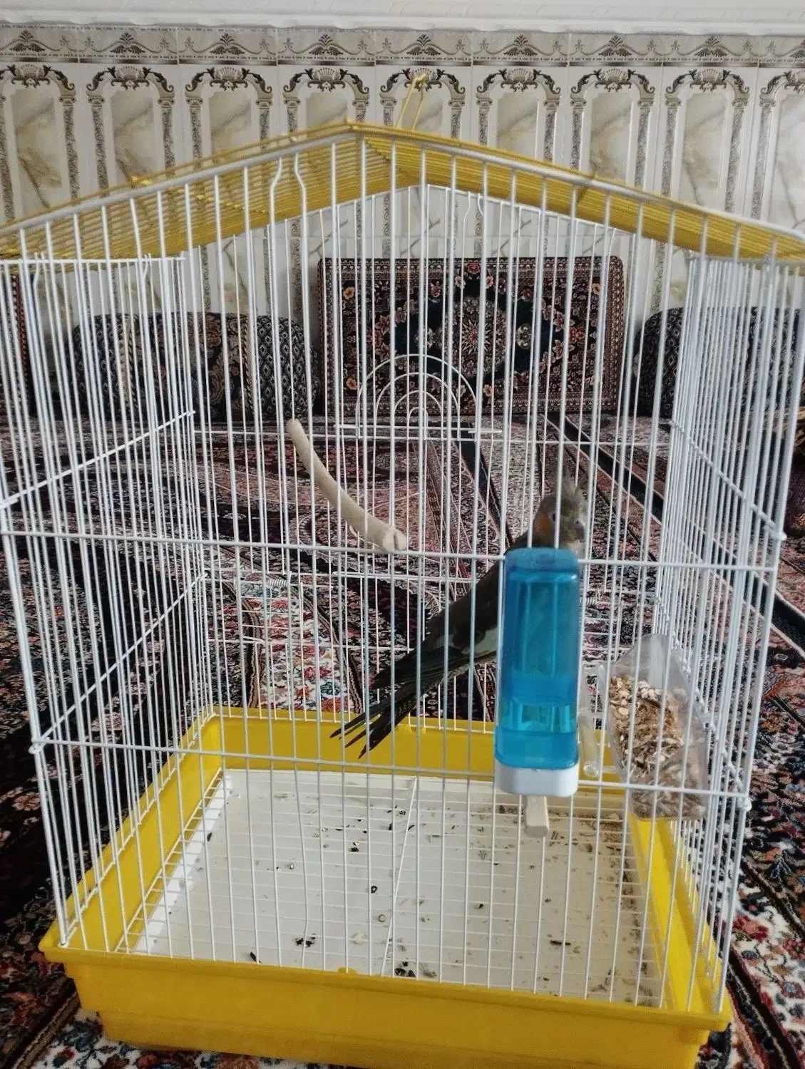 عروس هلندی|پرنده|سراوان, |دیوار