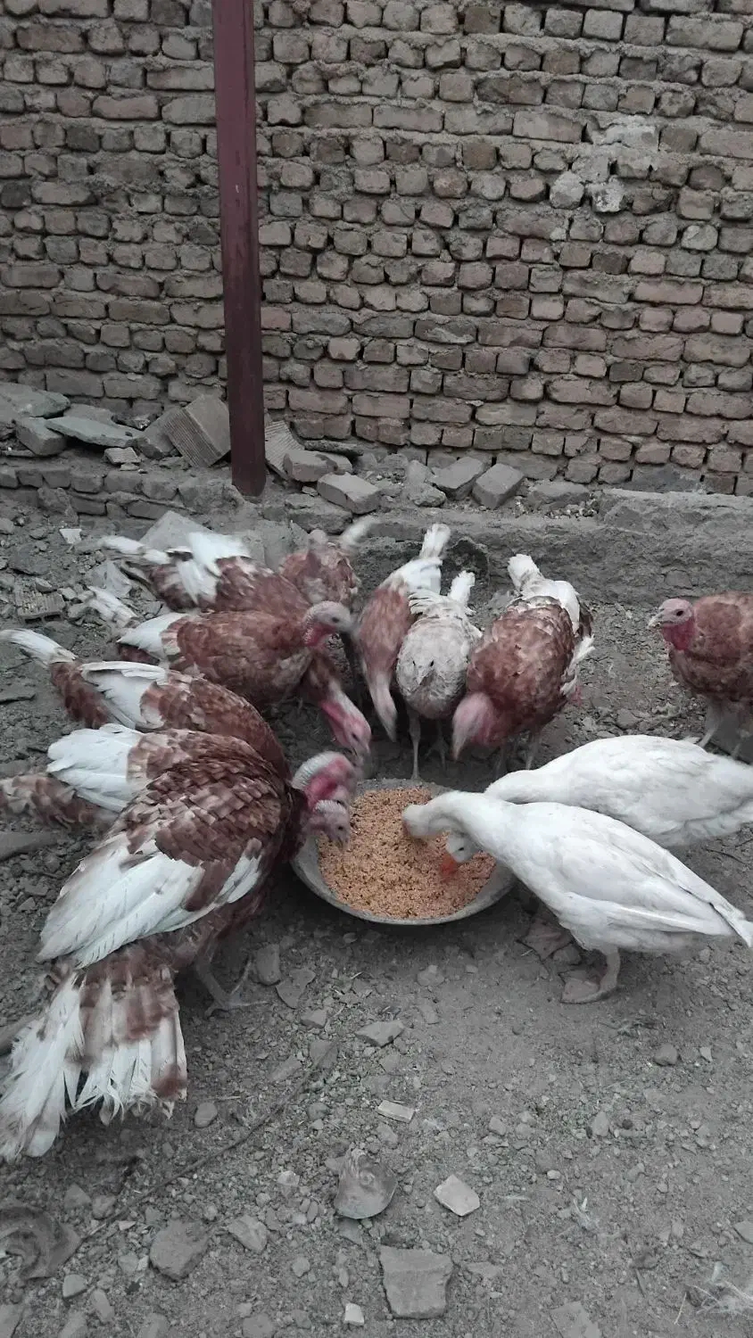 حیوانات|حیوانات مزرعه|بروجرد, |دیوار