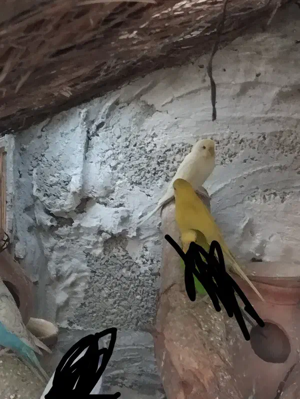 مرغ عشق|پرنده|سراوان, |دیوار