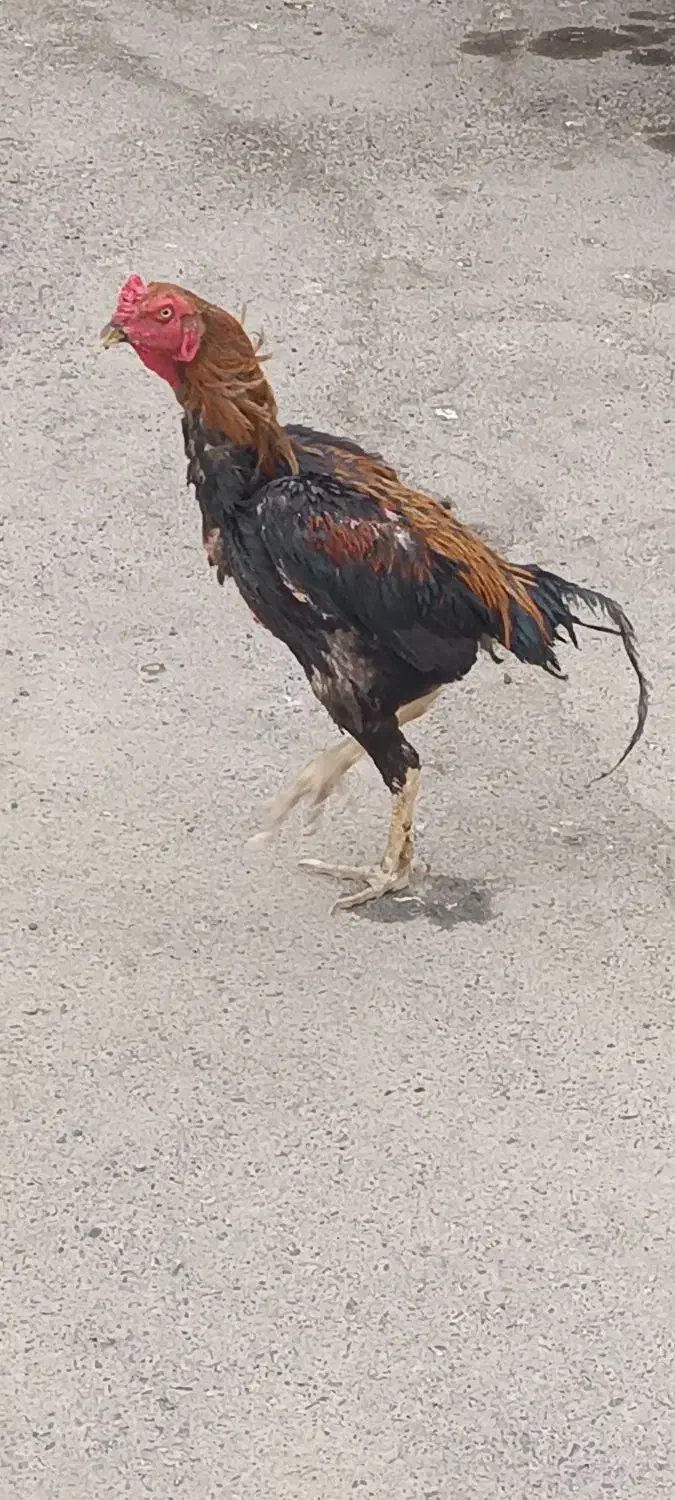 خروس لاری|حیوانات مزرعه|بهارستان, |دیوار