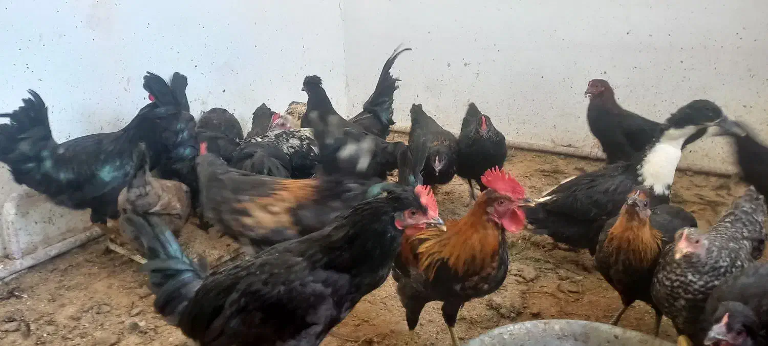 خروس مرغ سیاه|حیوانات مزرعه|نسیمشهر, |دیوار