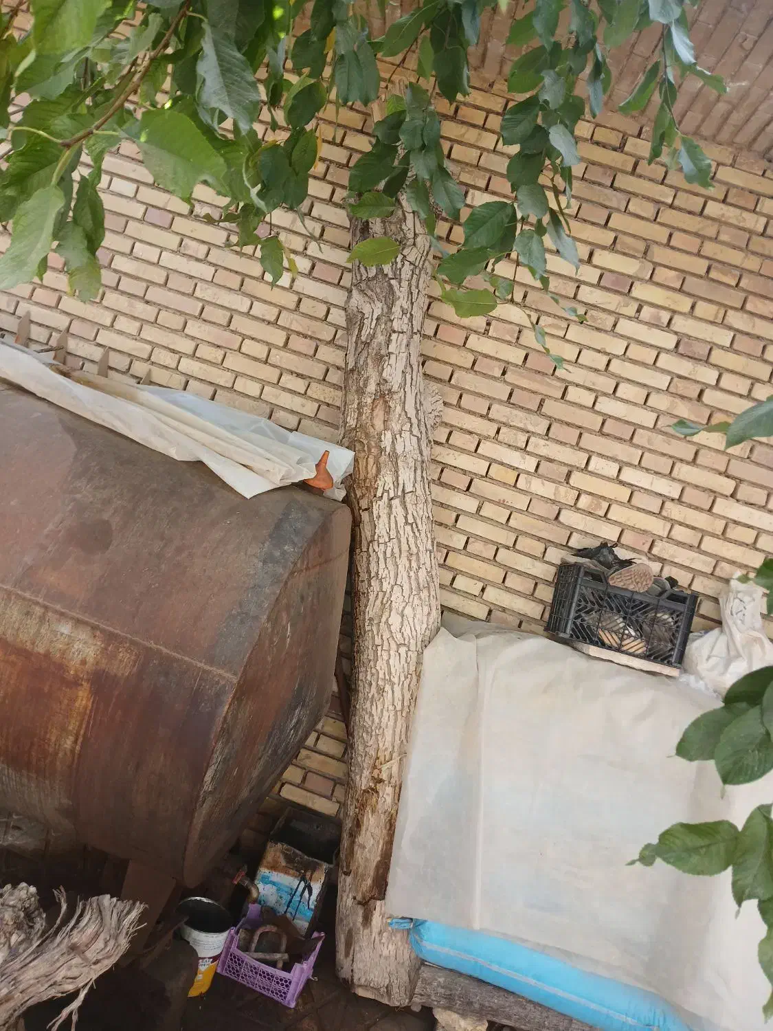 تنه درخت گردو|گل و گیاه طبیعی|شهرکرد, |دیوار