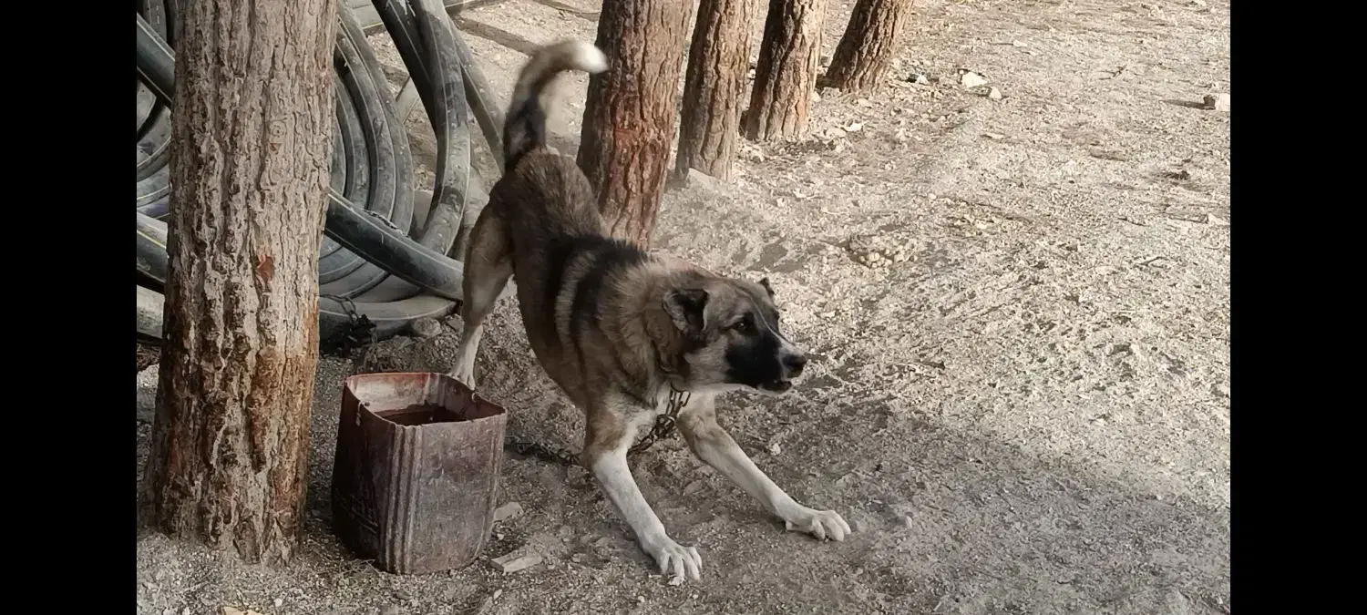 سگ سرابی|سگ|مشهد, وکیلآباد|دیوار