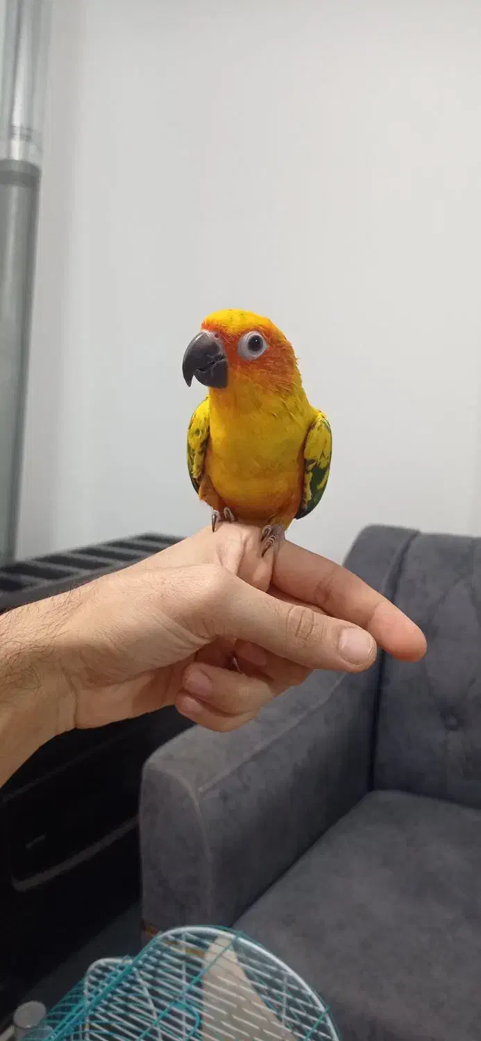 طوطی خورشیدی سان کانور|پرنده|کلاردشت, |دیوار