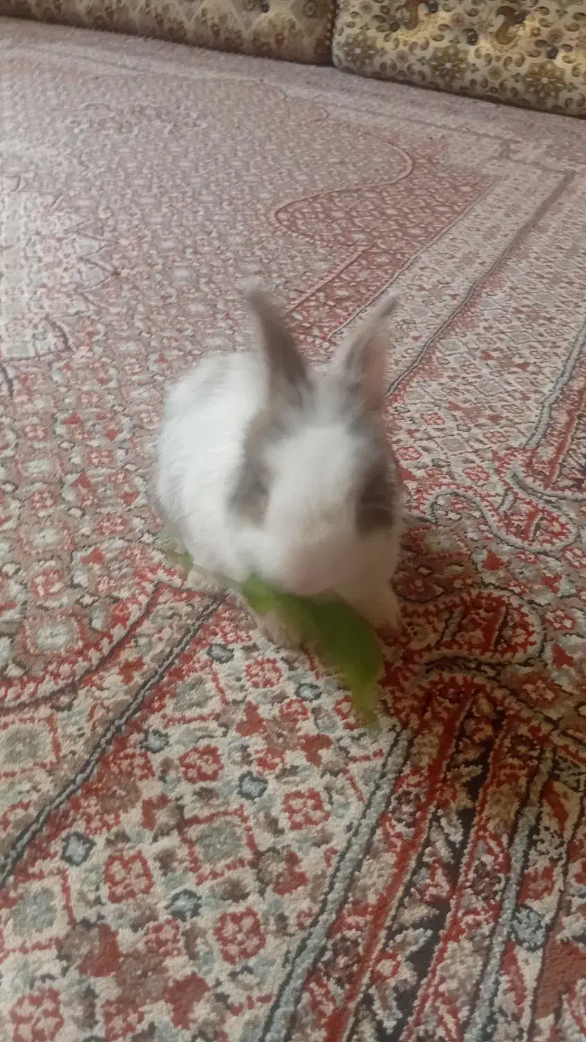 خرگوش مینیاتوری بازیگوش|موش و خرگوش|سنندج, |دیوار